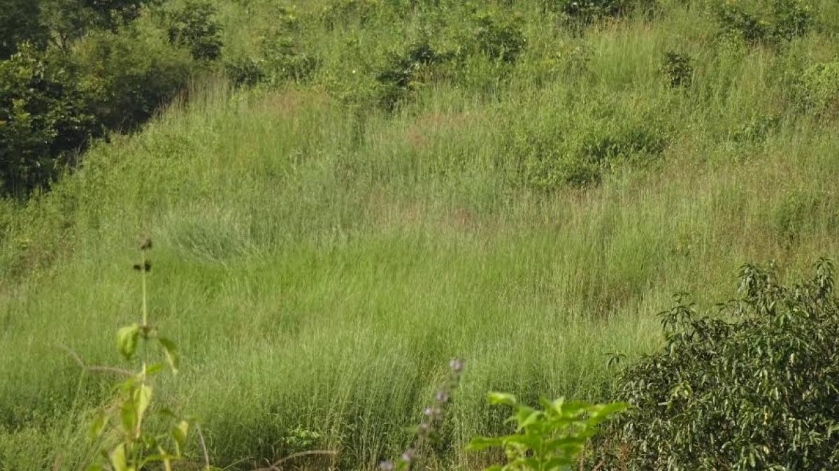 Foxtail leaves tribals high and dry